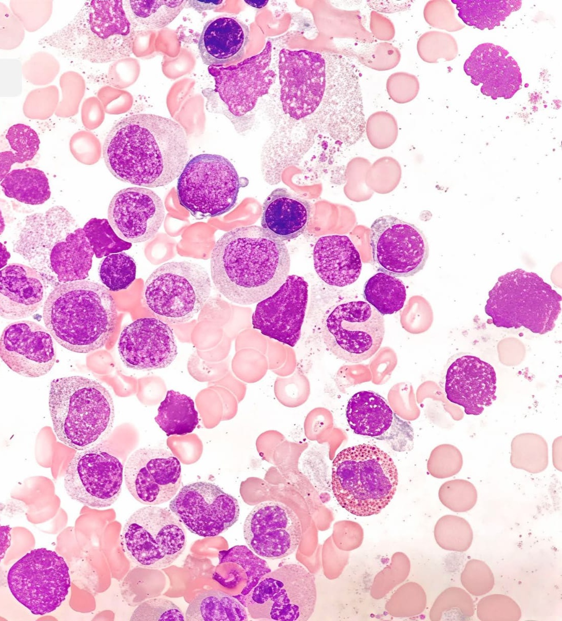 Imagen microscópica de células